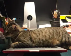 home working cat